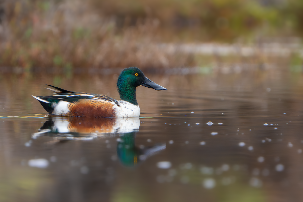 ハシビロガモ - ML645764317