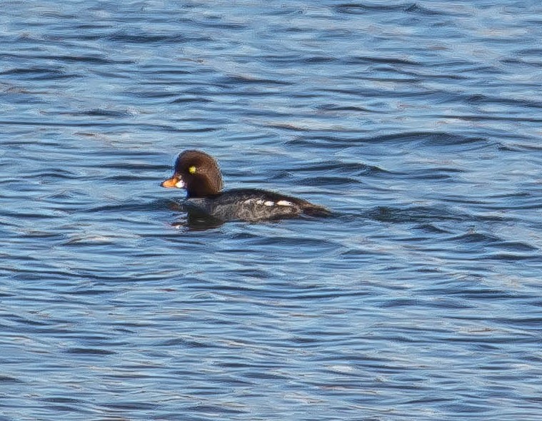 キタホオジロガモ - ML645764319