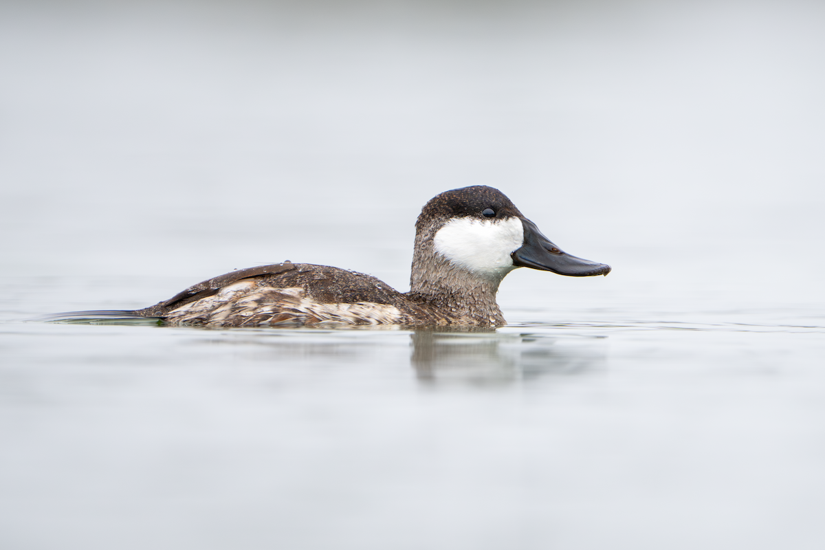 Ruddy Duck - ML645764323