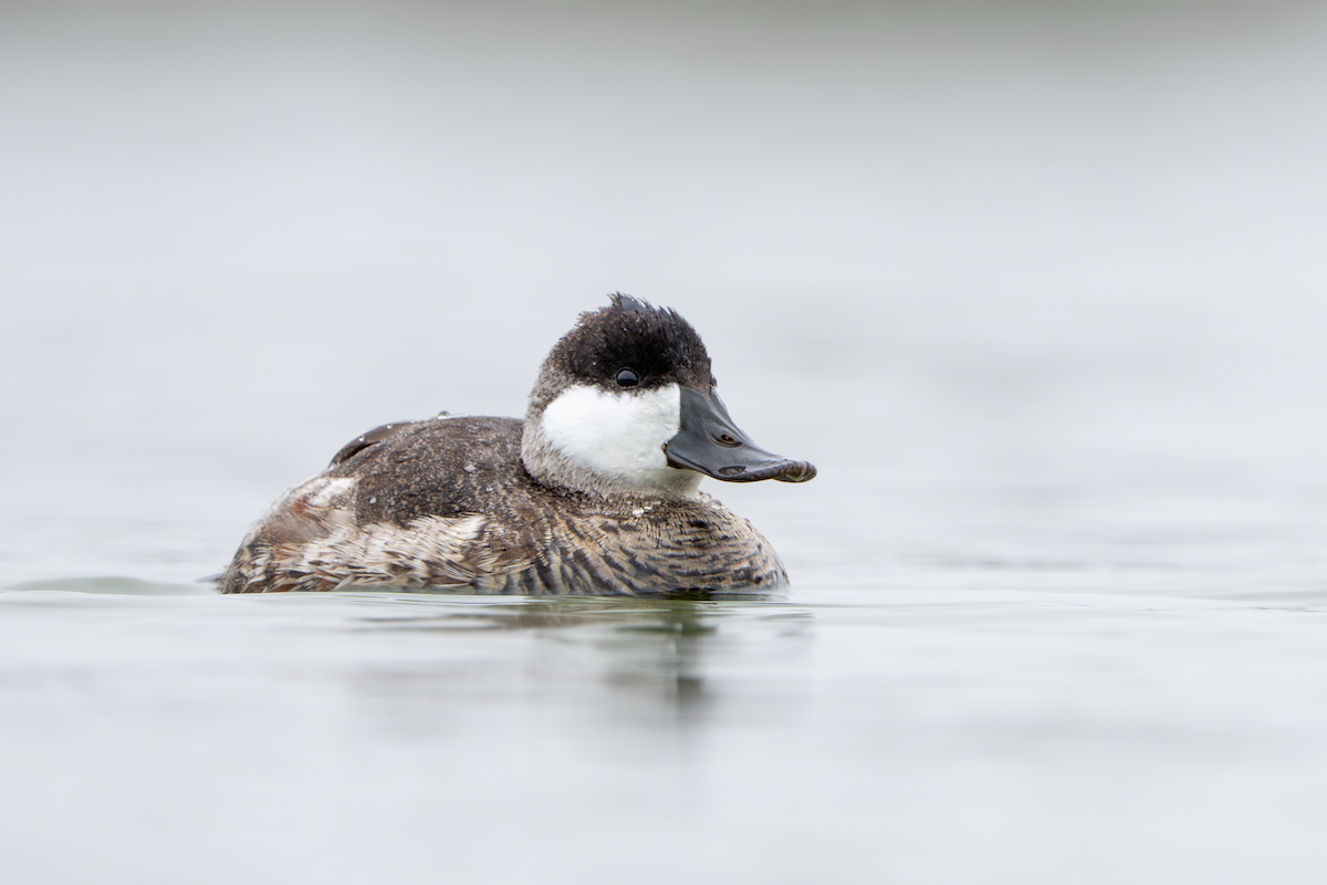 Ruddy Duck - ML645764324