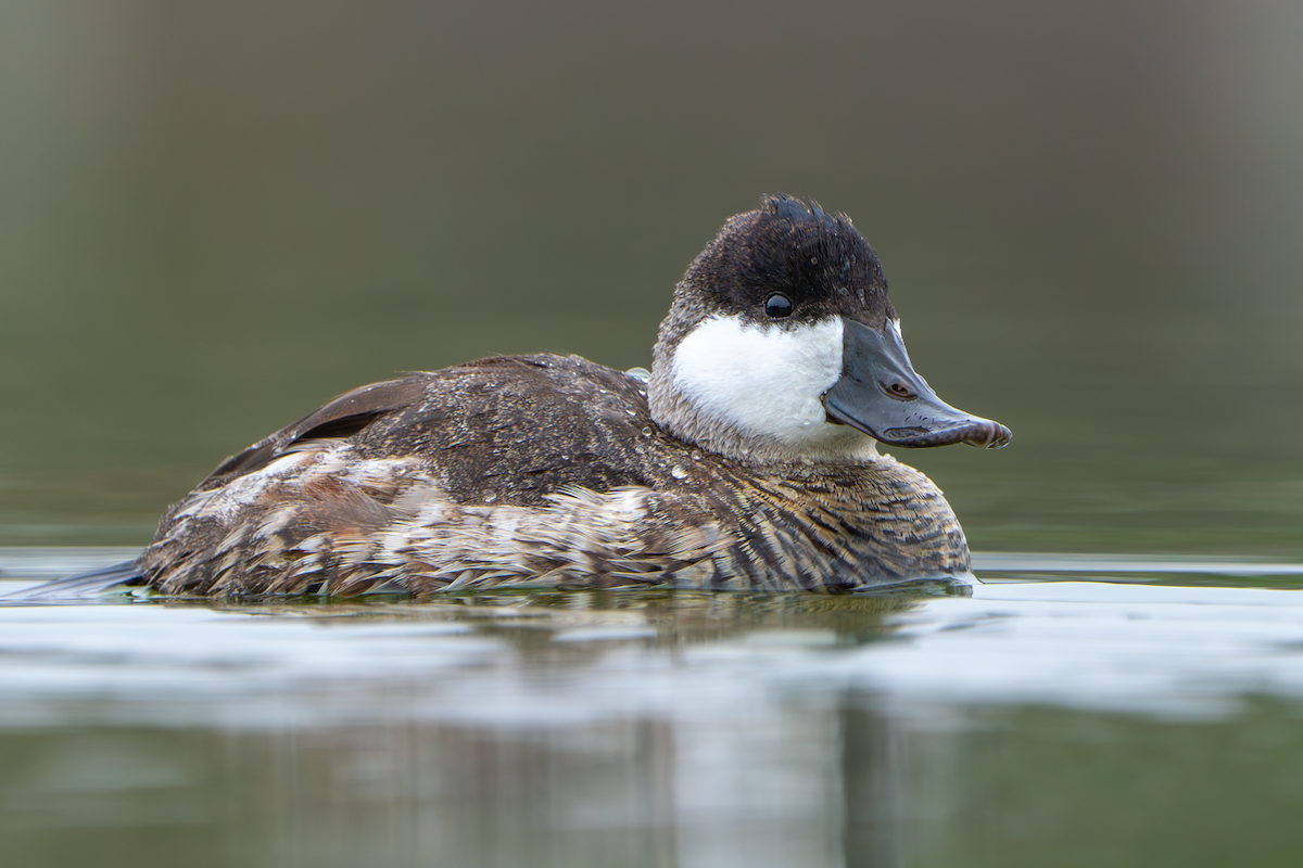 アカオタテガモ - ML645764327