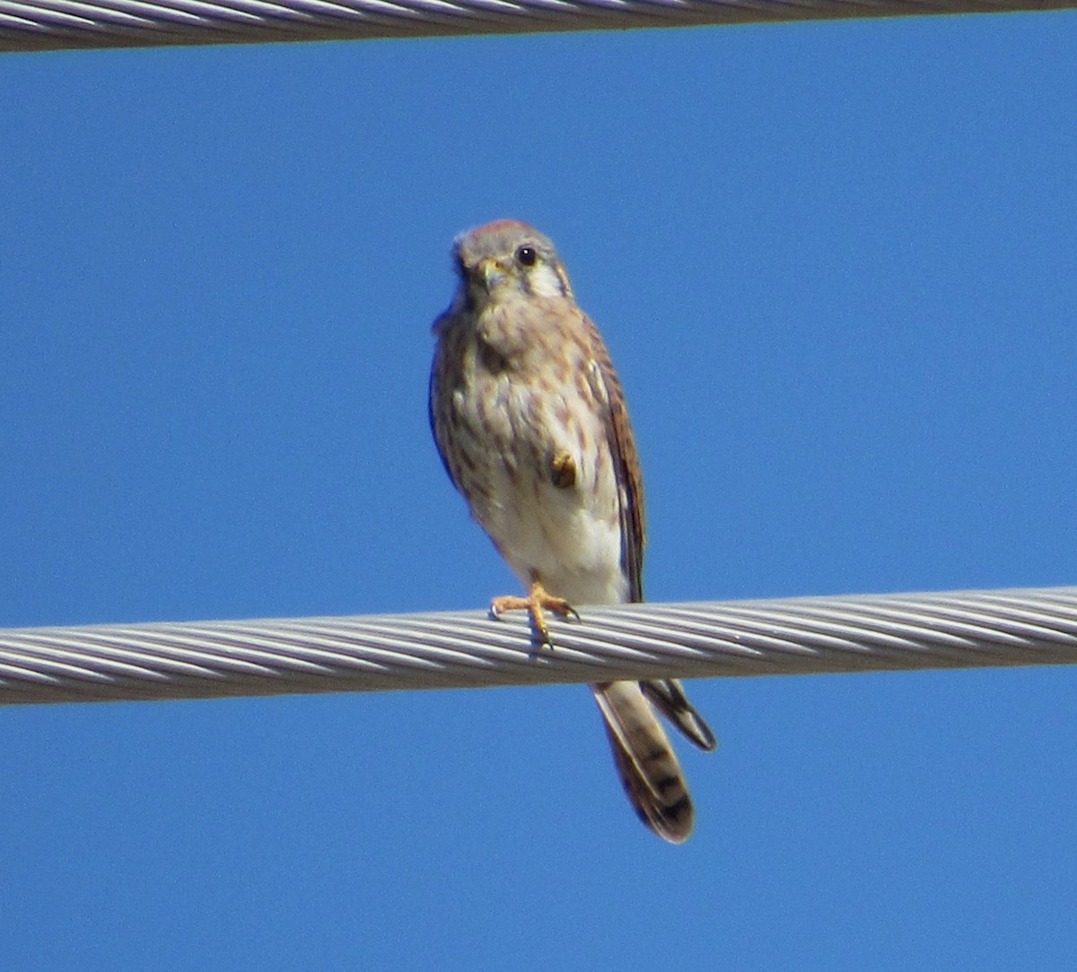 アメリカチョウゲンボウ - ML645764332