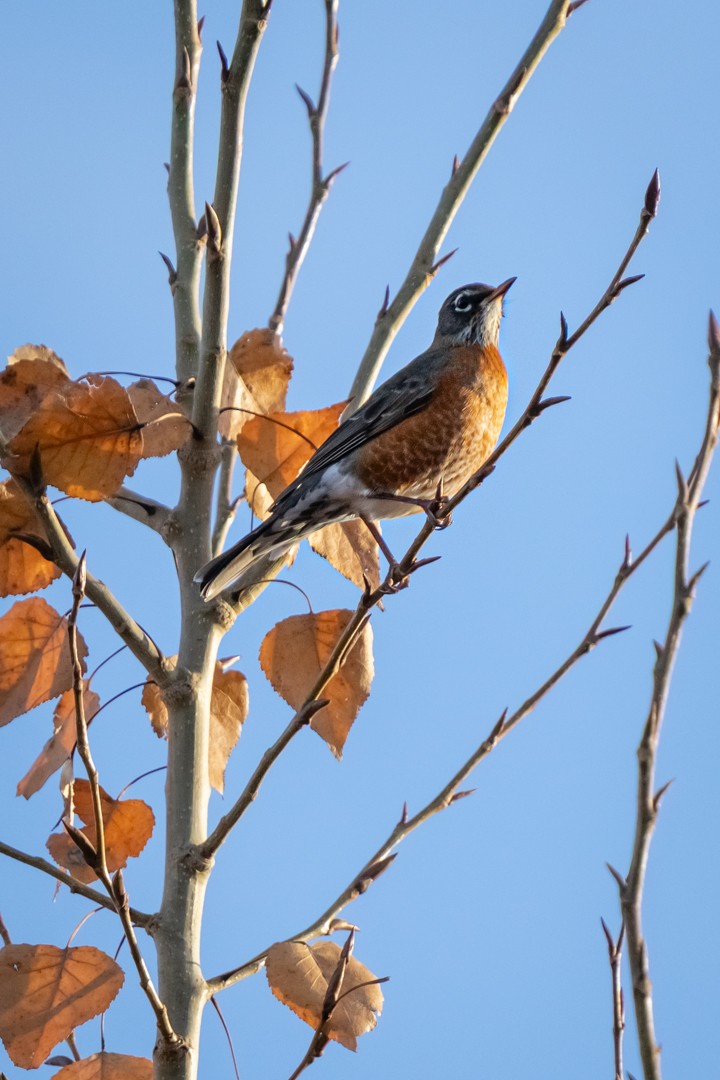 コマツグミ - ML645764335