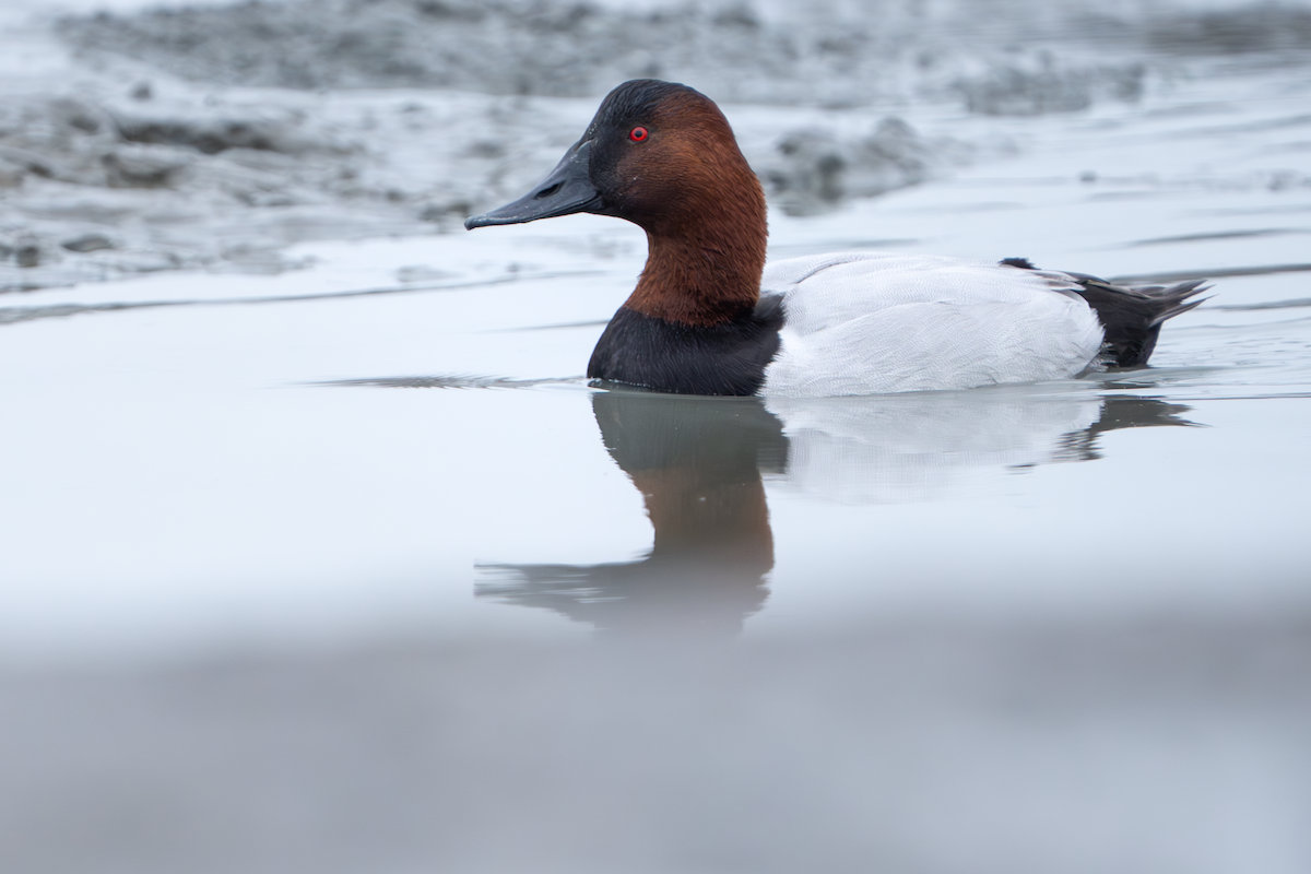 Canvasback - ML645764336