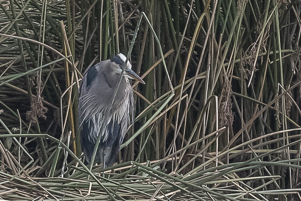 オオアオサギ - ML645764339