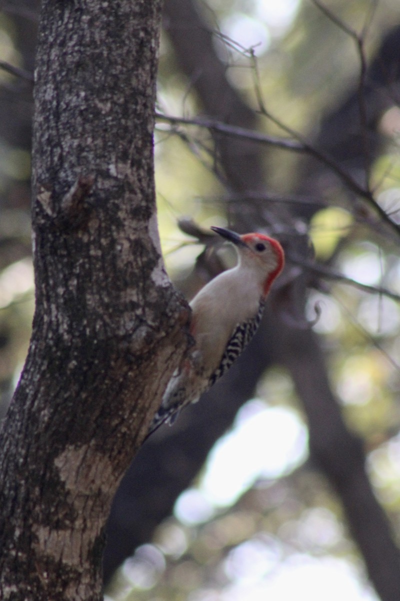 シマセゲラ - ML645764340