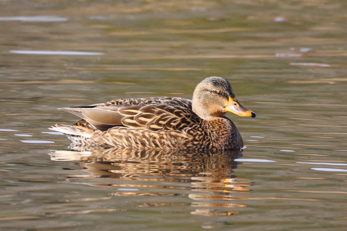 マガモ - ML645764341