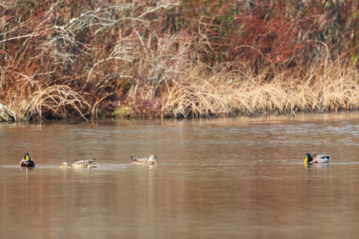 マガモ - ML645764342