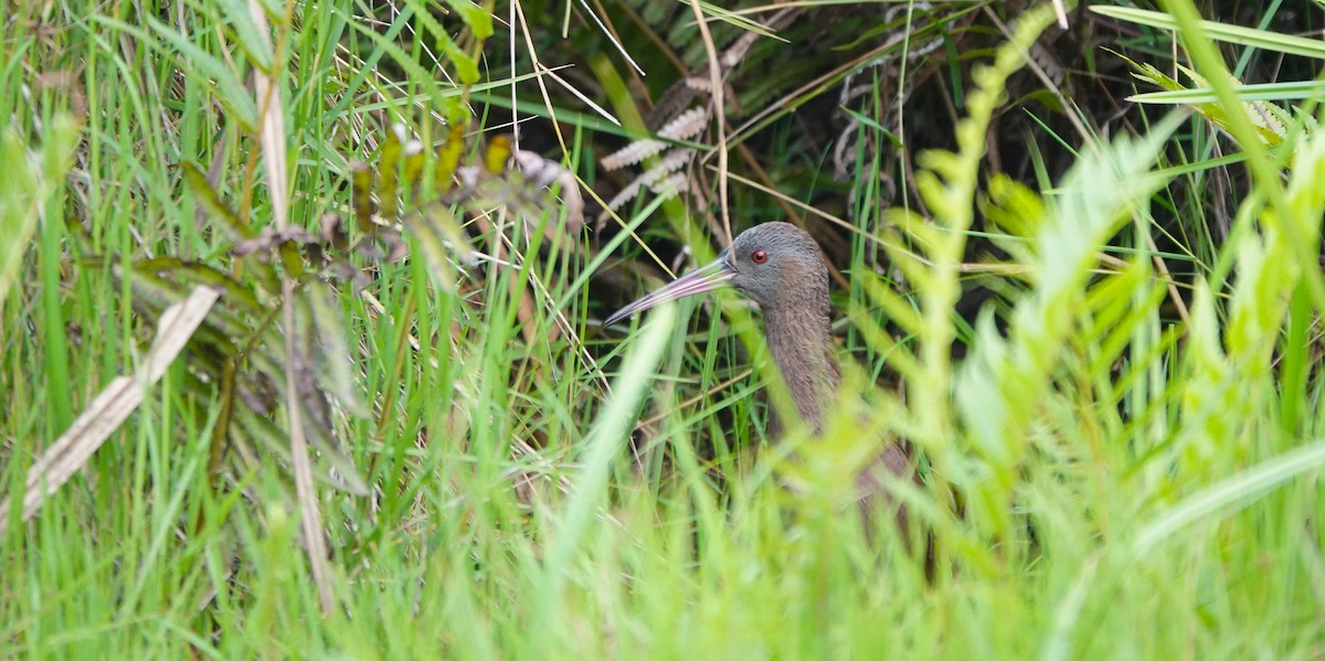 チャムネクイナ - ML645764343