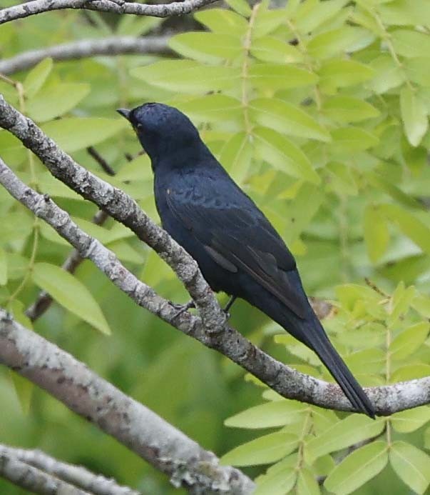 アフリカクロサンショウクイ - ML645764344