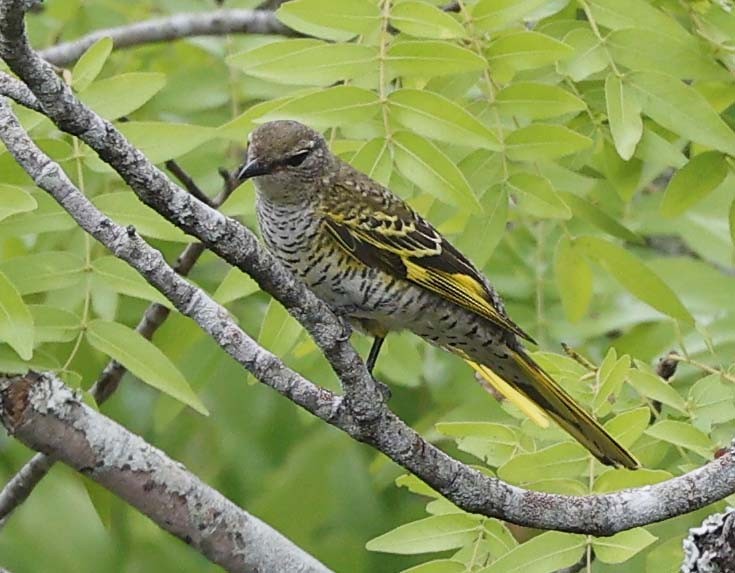 アフリカクロサンショウクイ - ML645764345