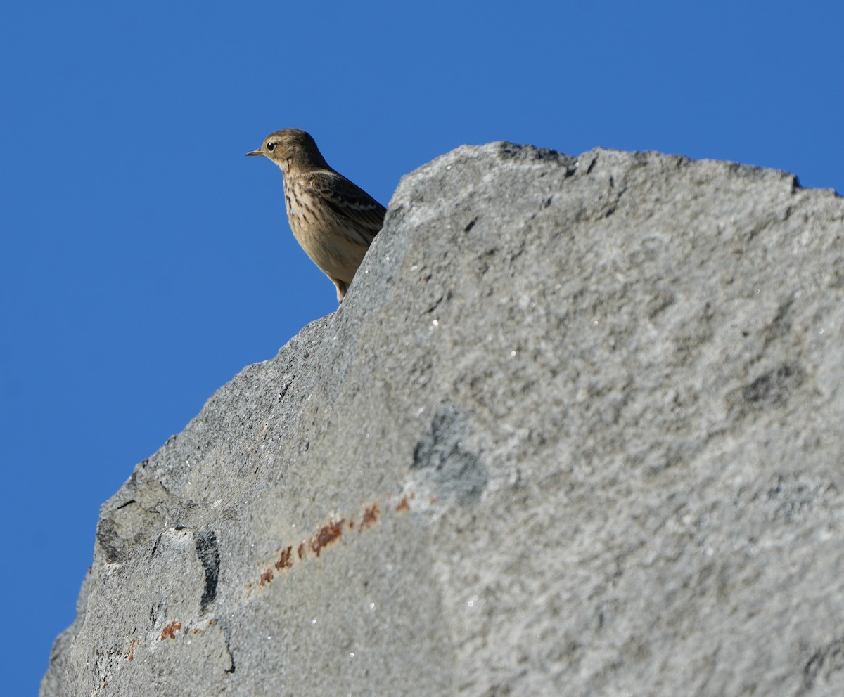 アメリカタヒバリ - ML645764346