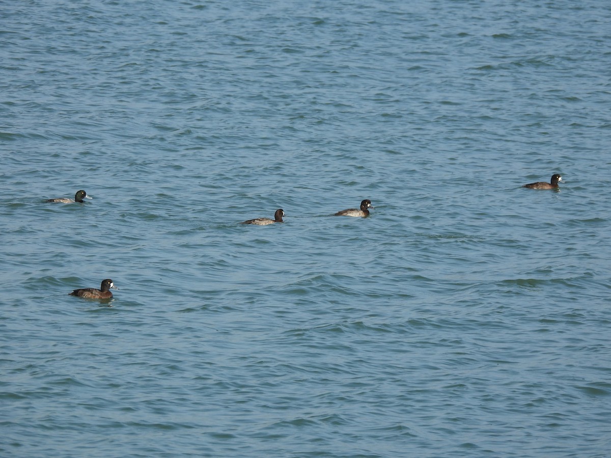 スズガモ - ML645764347