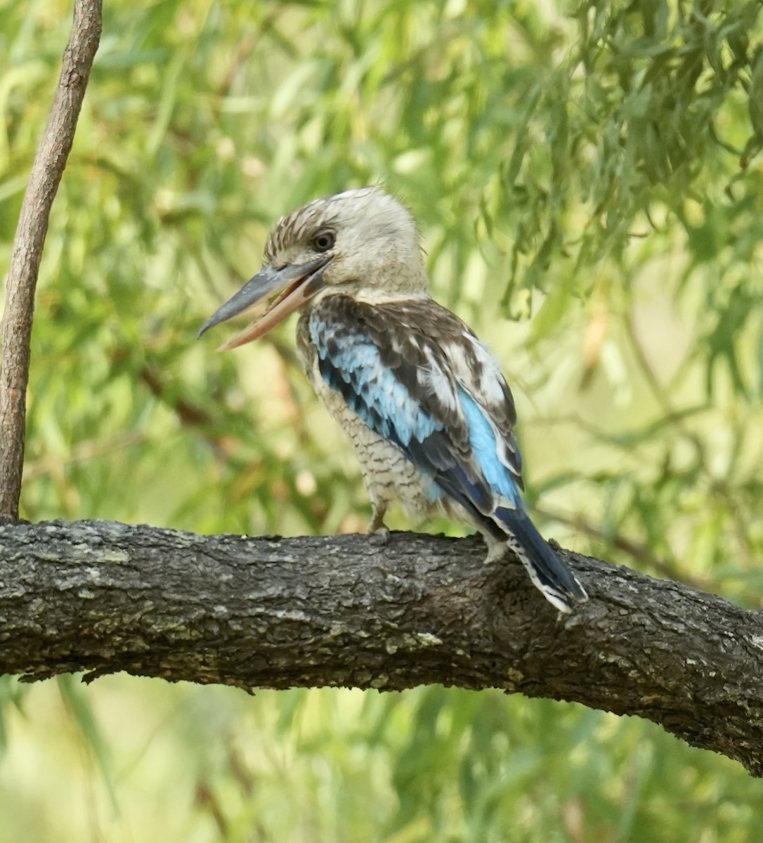 アオバネワライカワセミ - ML645764348