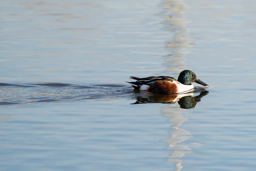 ハシビロガモ - ML645764349