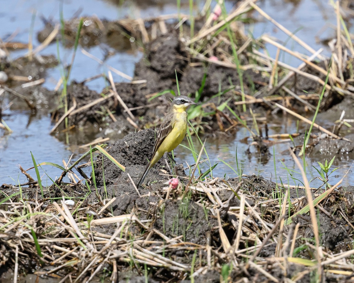 ツメナガセキレイ - ML645764351