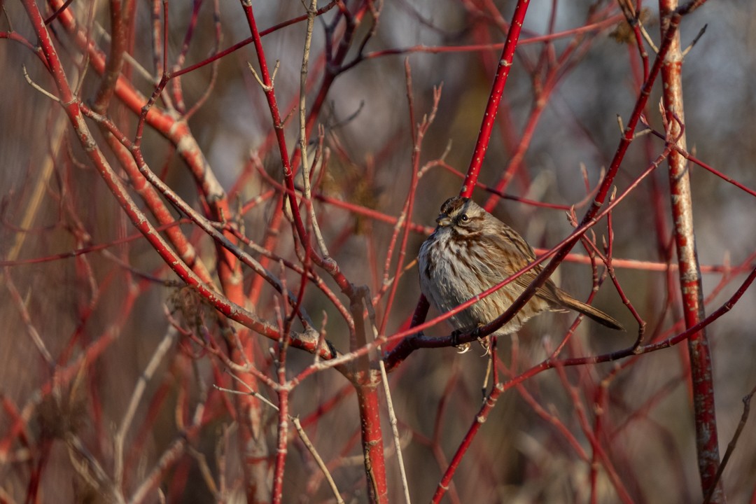 ウタスズメ - ML645764356