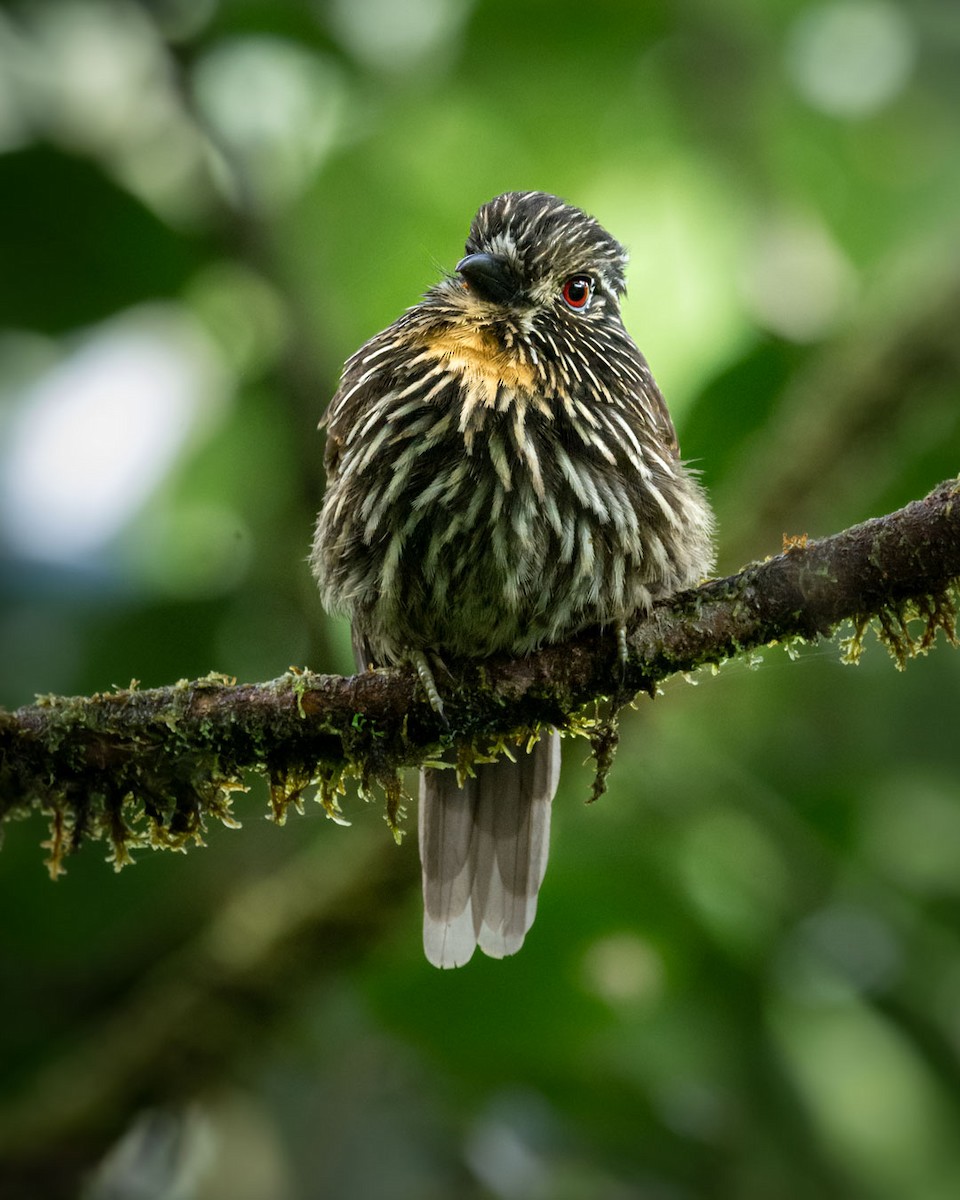 クロスジオオガシラ - ML645764359