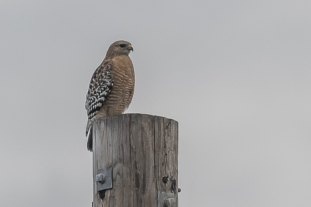 カタアカノスリ - ML645764360