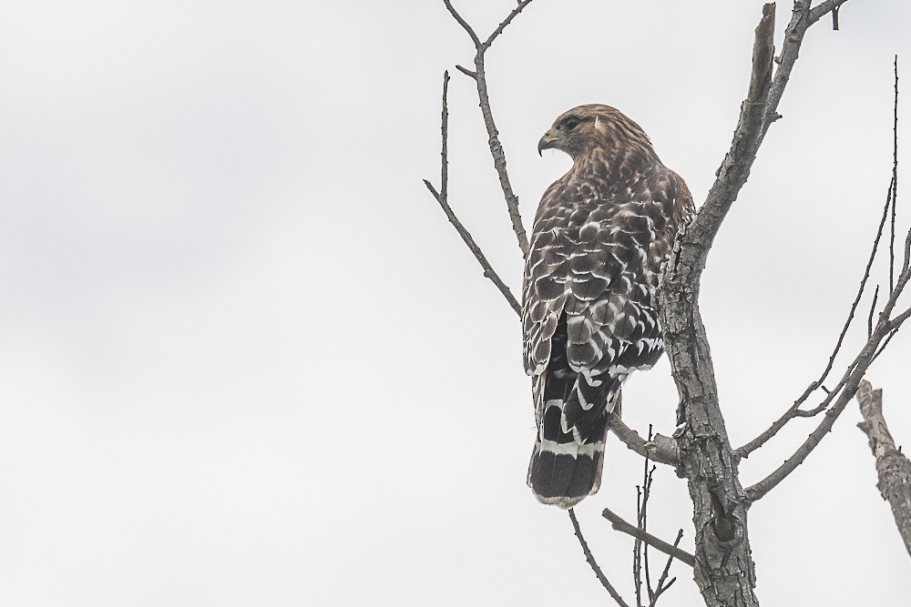 カタアカノスリ - ML645764361