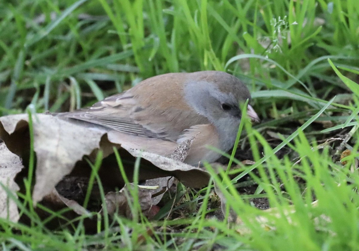 ユキヒメドリ（oreganus グループ） - ML645764365