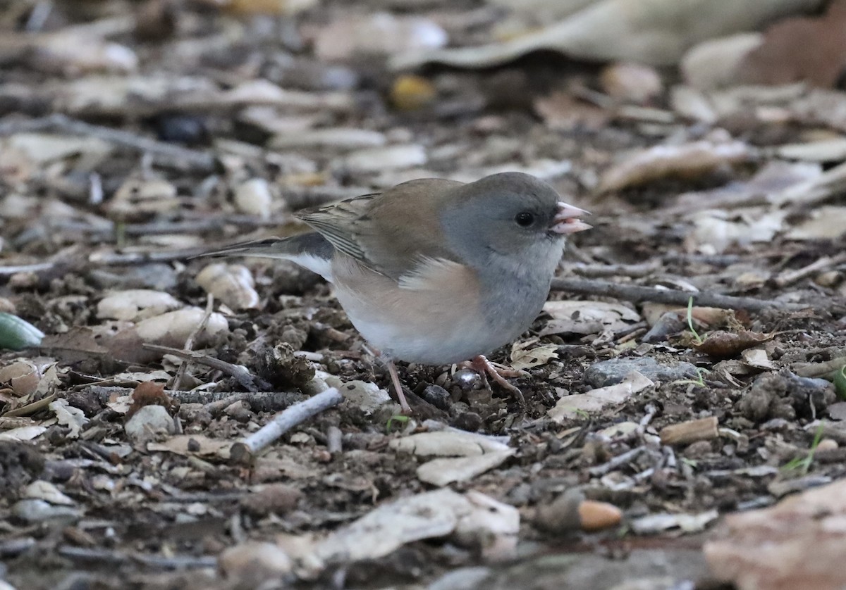 ユキヒメドリ（oreganus グループ） - ML645764366