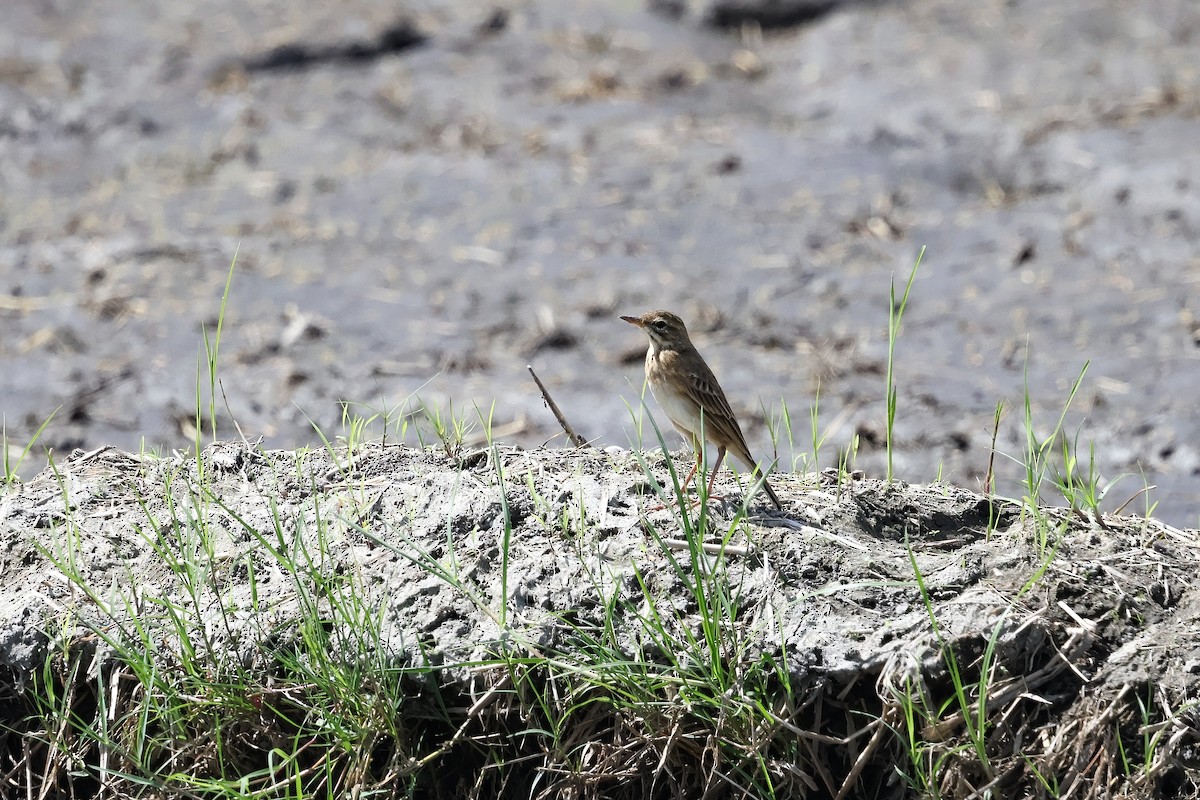 ヒメマミジロタヒバリ - ML645764367