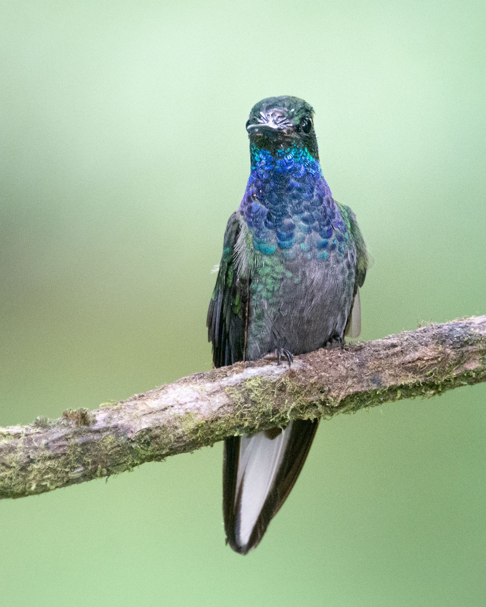 オジロルリムネハチドリ - ML645764369