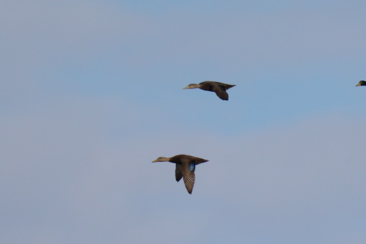 American Black Duck - ML645764381