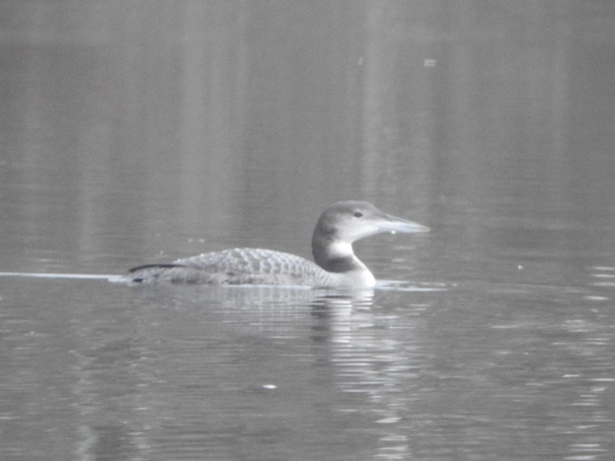 Common Loon - ML645764382