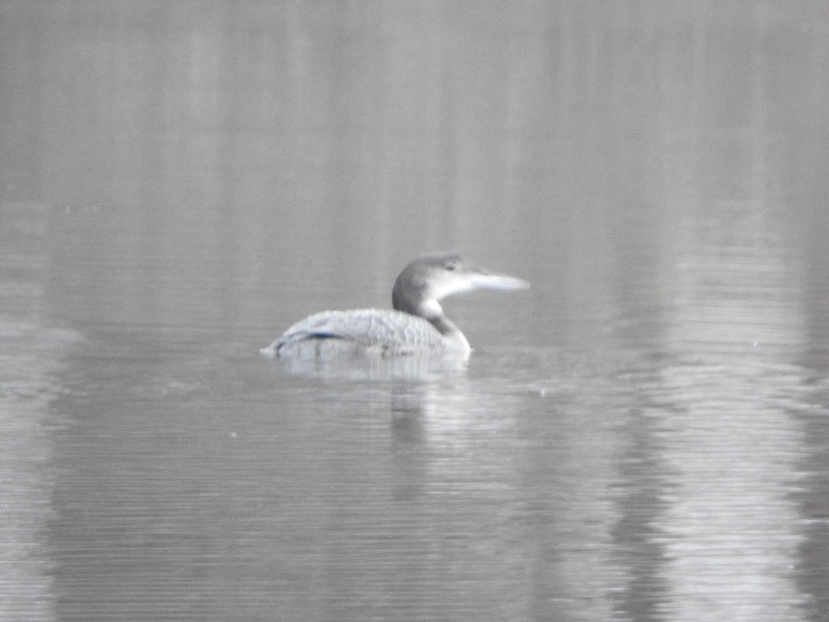 Common Loon - ML645764383