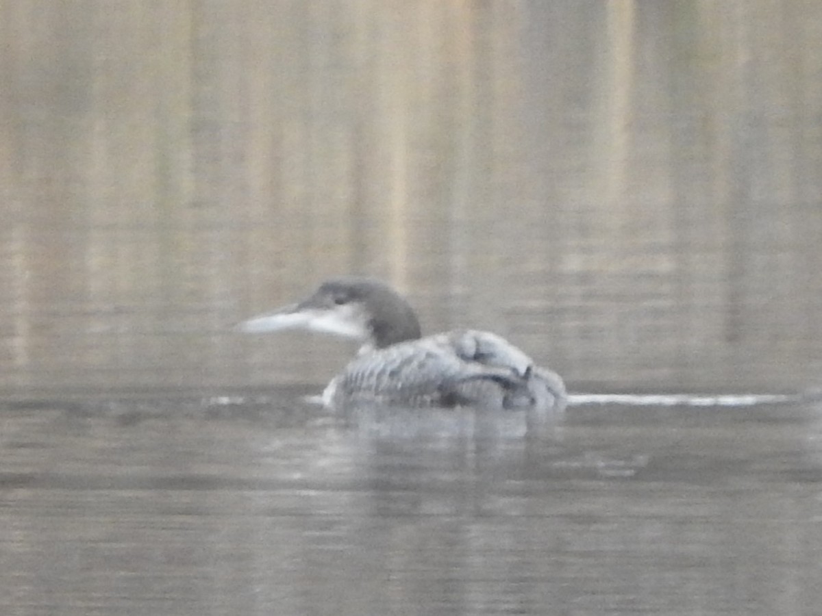 Common Loon - ML645764385