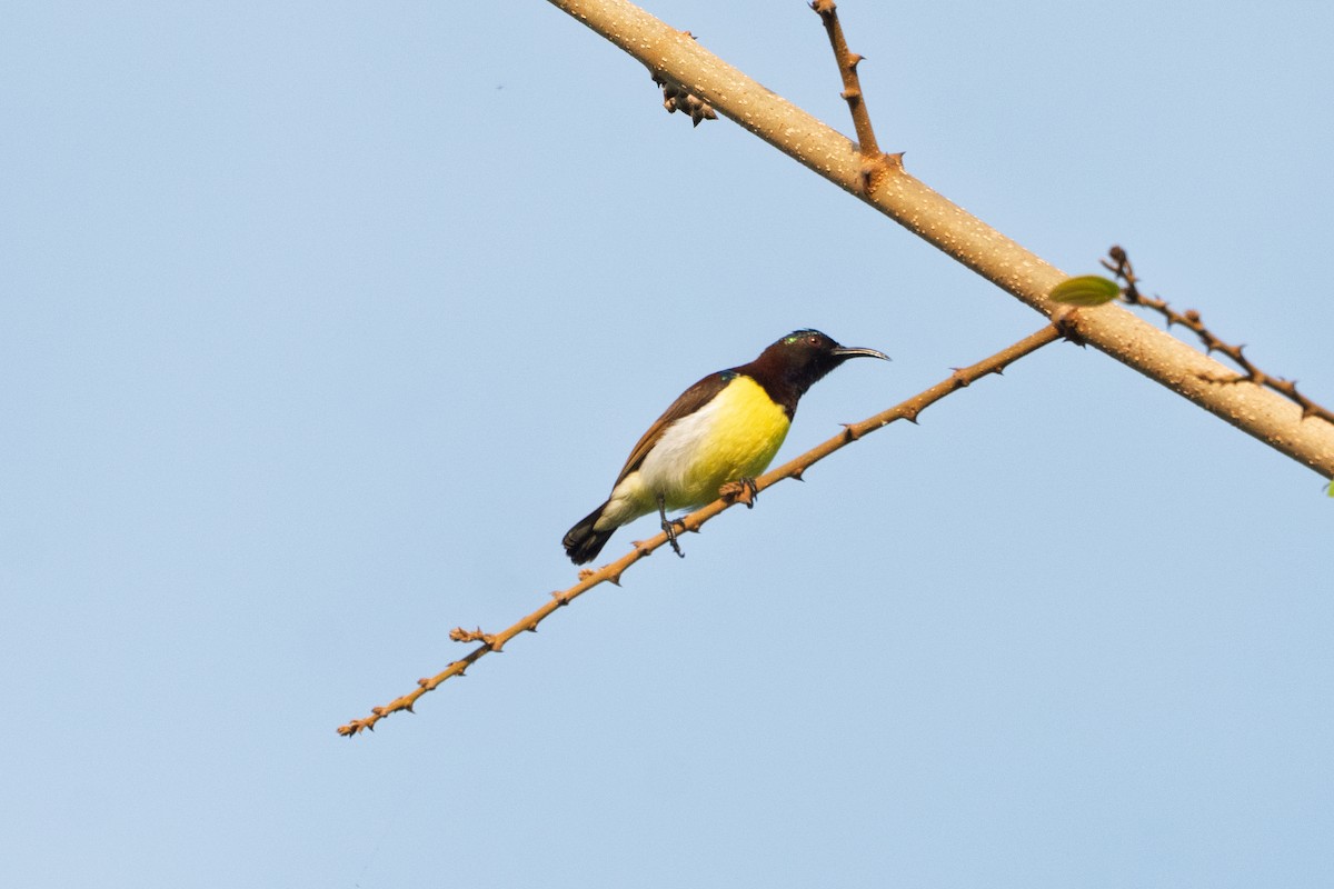 Purple-rumped Sunbird - ML645764423