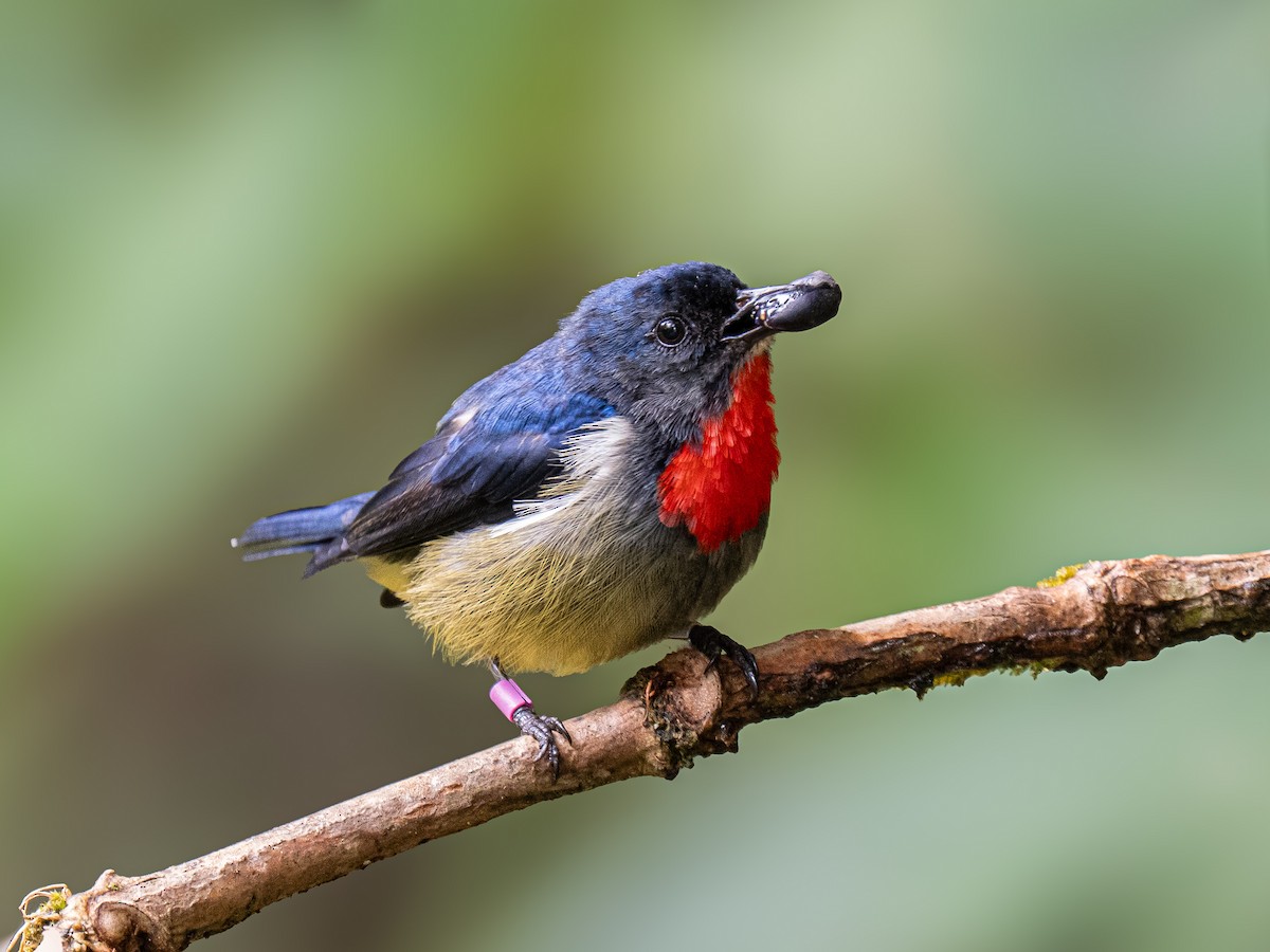 květozob horský - ML645764437