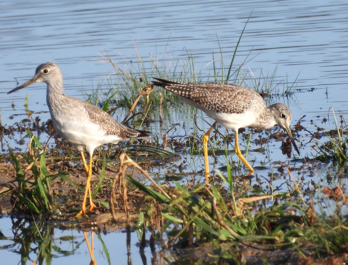 Greater Yellowlegs - ML645764438
