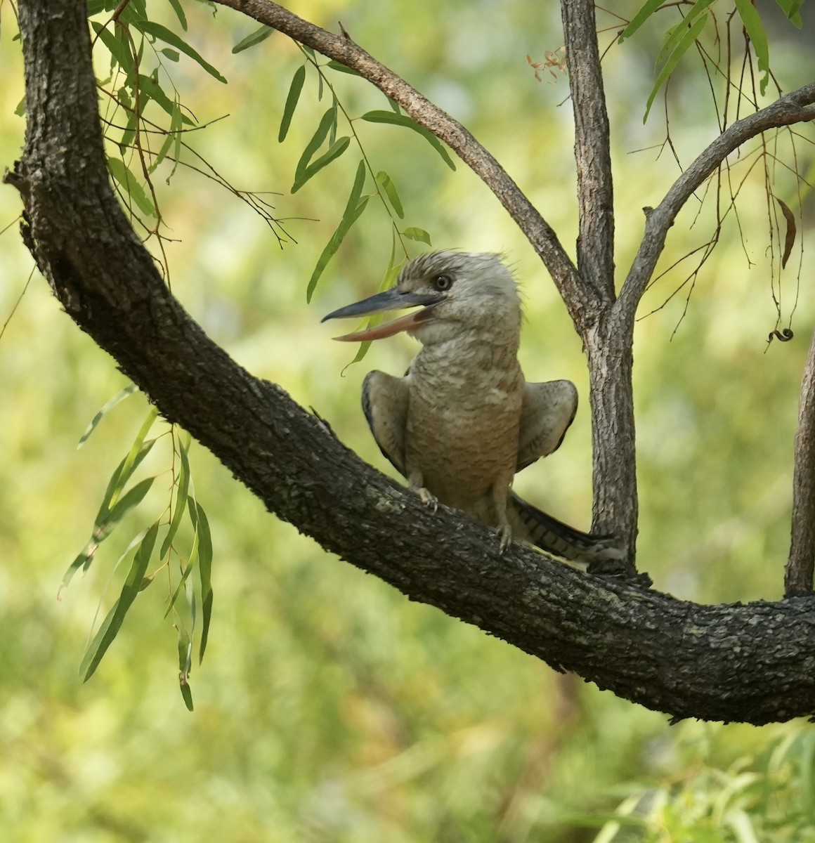 Cucaburra Aliazul - ML645764442
