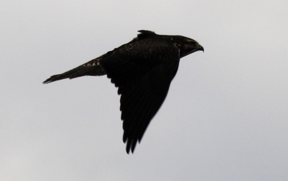 káně bělohrdlá - ML645764448