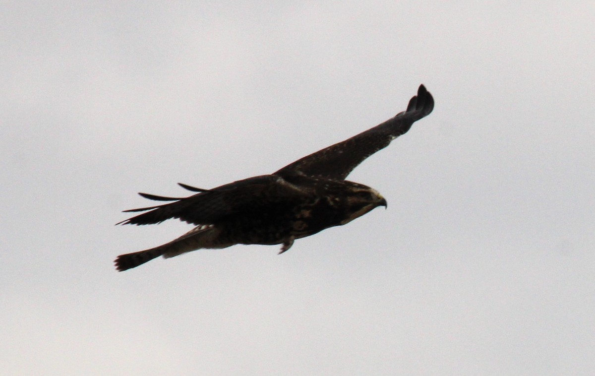 káně bělohrdlá - ML645764449