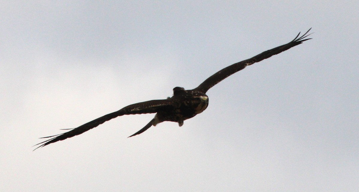 káně bělohrdlá - ML645764450