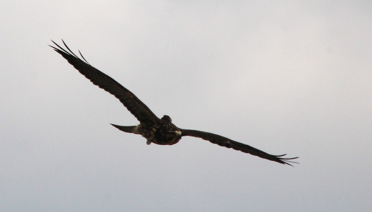 káně bělohrdlá - ML645764451