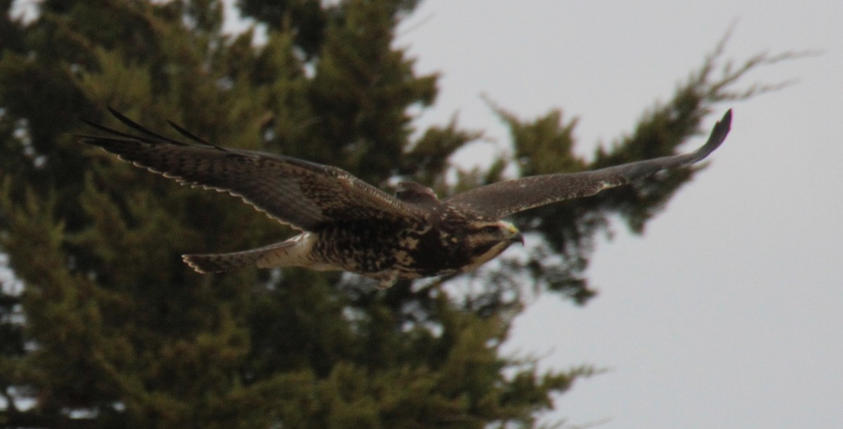 káně bělohrdlá - ML645764453