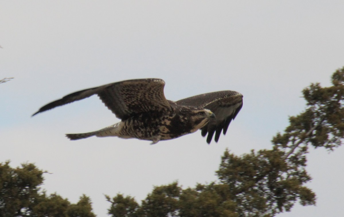 káně bělohrdlá - ML645764454