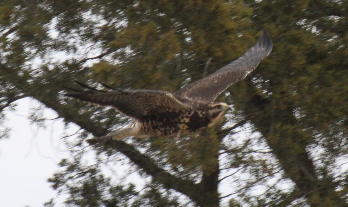 káně bělohrdlá - ML645764455