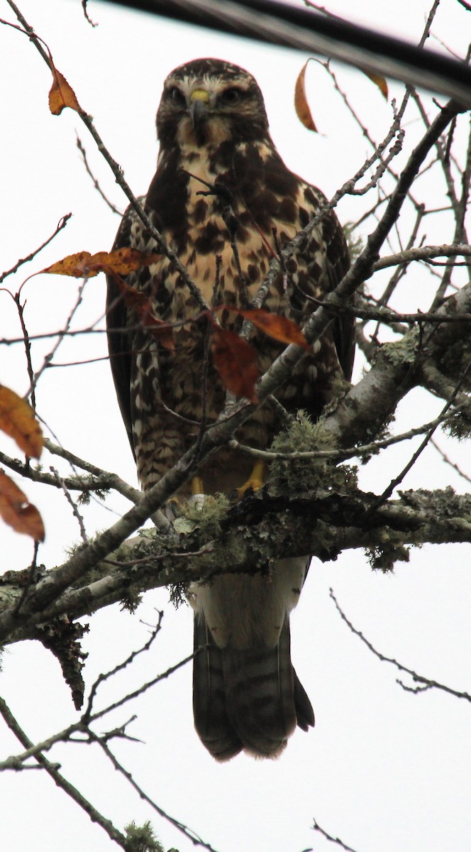 káně bělohrdlá - ML645764456