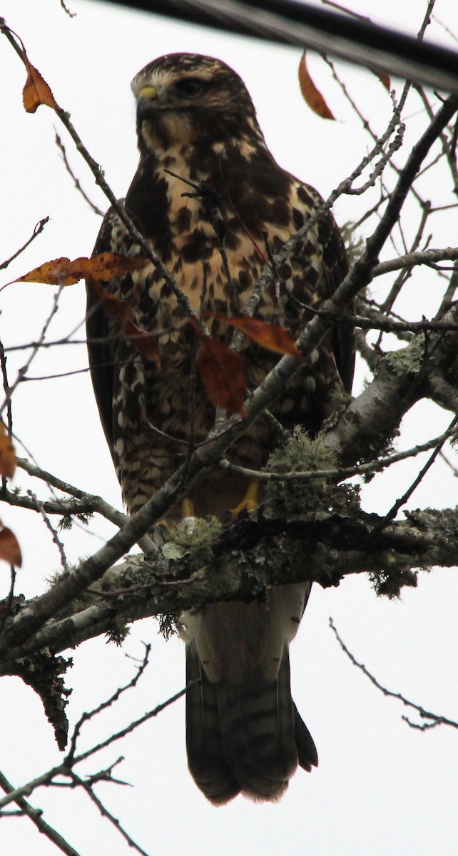 káně bělohrdlá - ML645764457