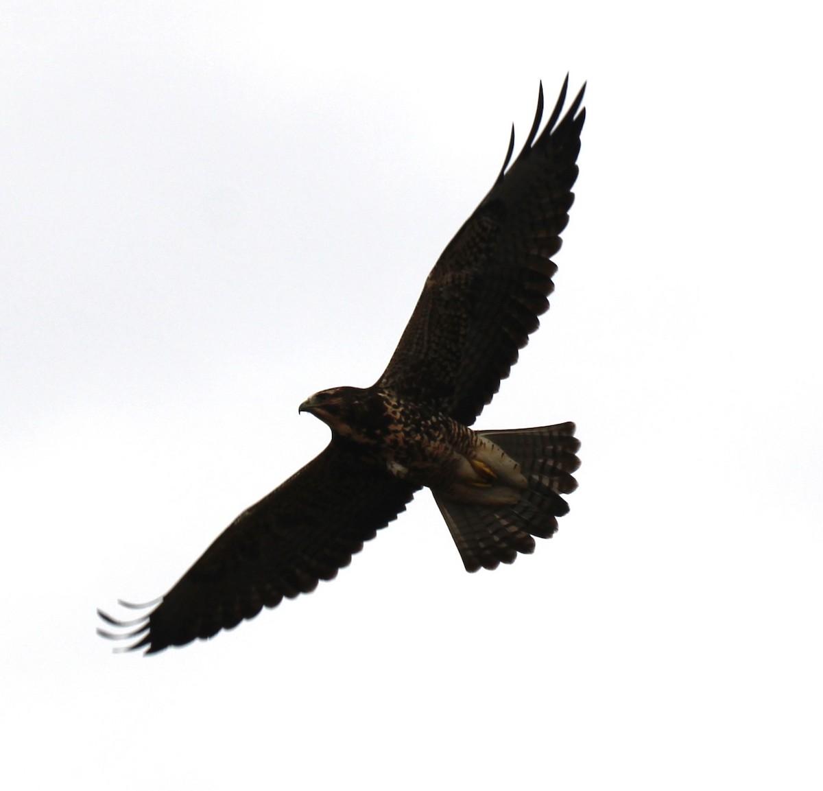 káně bělohrdlá - ML645764459