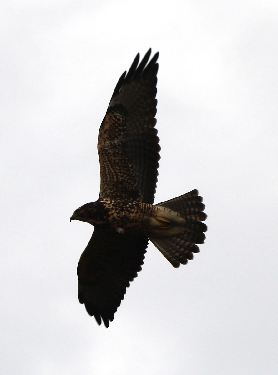 káně bělohrdlá - ML645764460