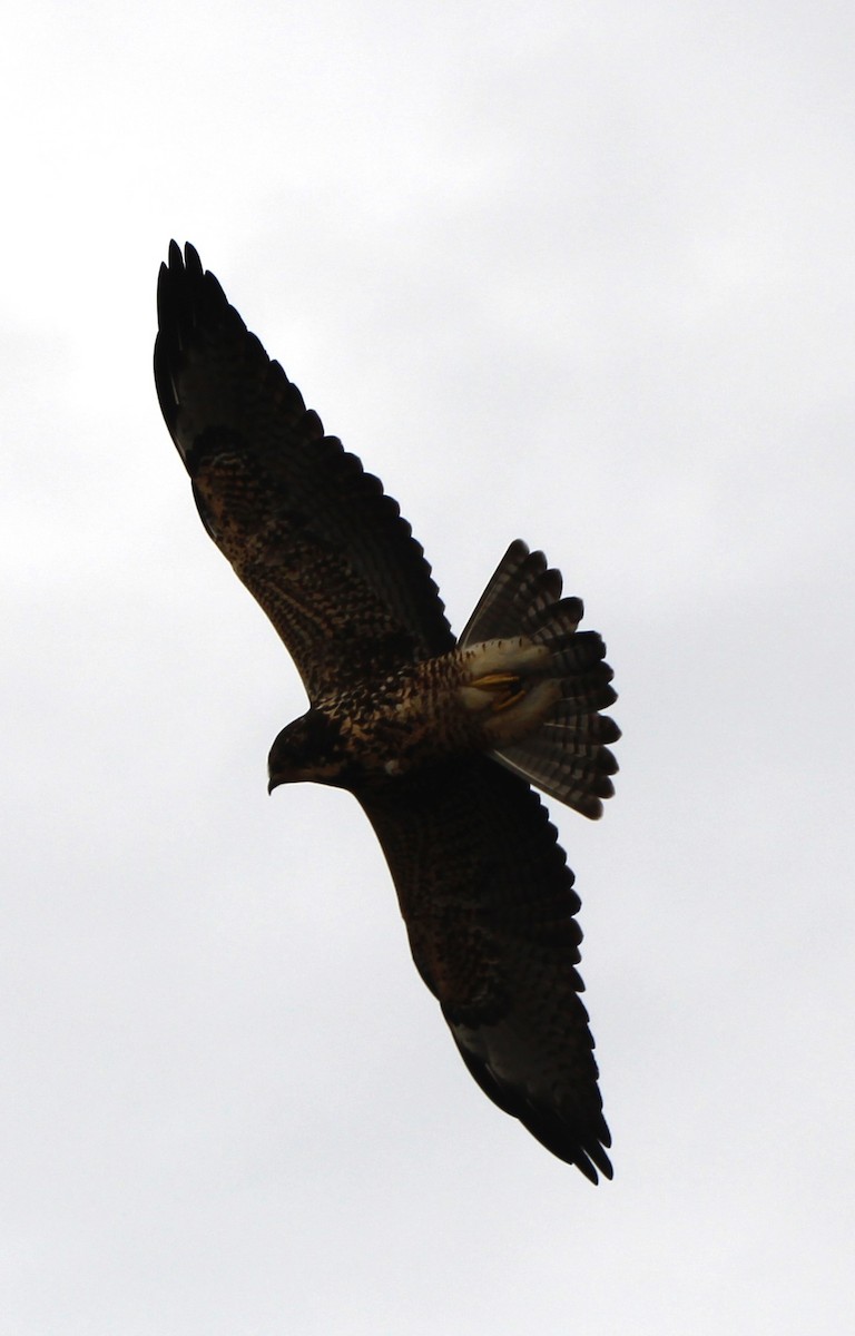 káně bělohrdlá - ML645764461