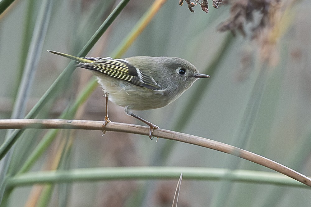 Ruby-crowned Kinglet - ML645764469