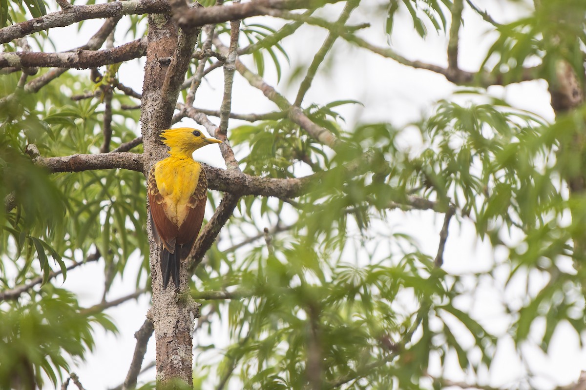 Cream-colored Woodpecker - ML645764473